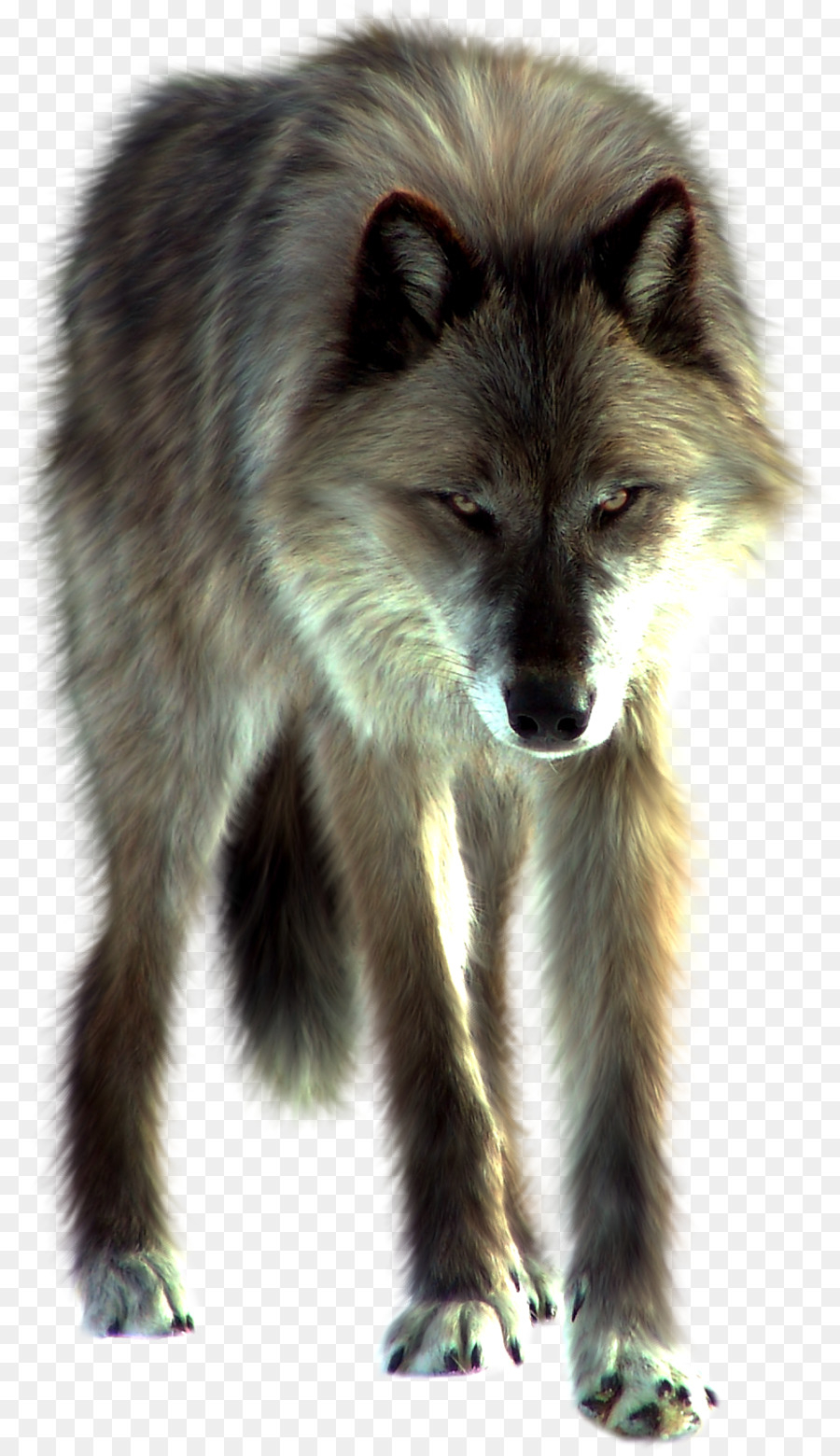 Arctic wolf Download Clip art - wolf png download - 925*1600 - Free ...