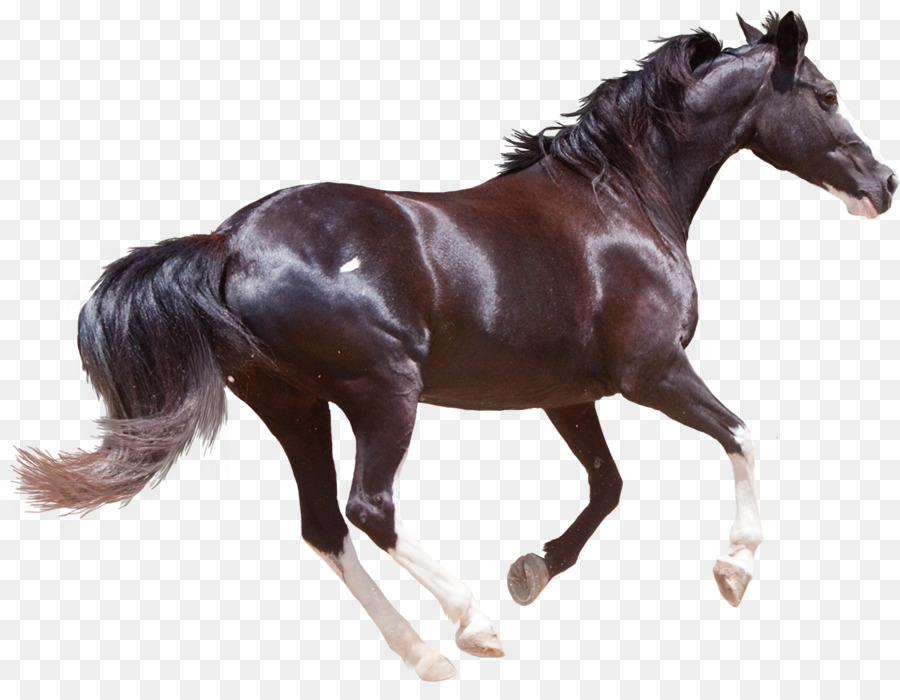 horse png download - 1200*923 - Free Transparent Friesian Horse png