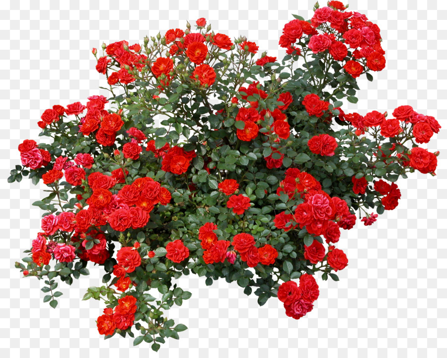 Rose Shrub Flower Clip art - bushes png download - 1975*1555 - Free