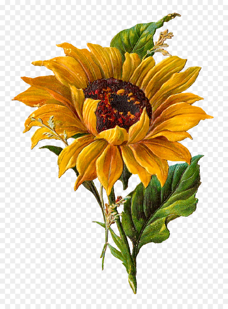 Free Free 183 Clipart Sunflower Free SVG PNG EPS DXF File