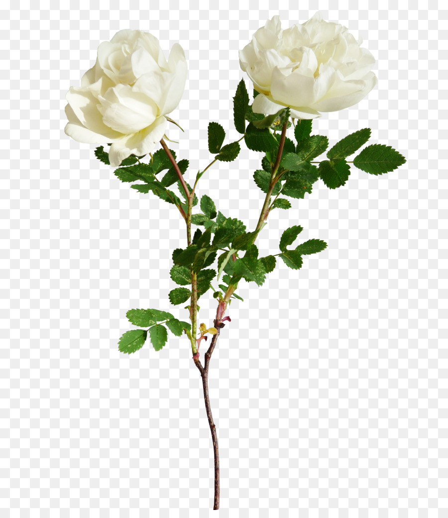 Aesthetic White Roses Wallpaper Iphone Roses Gallery - aesthetic white background roblox