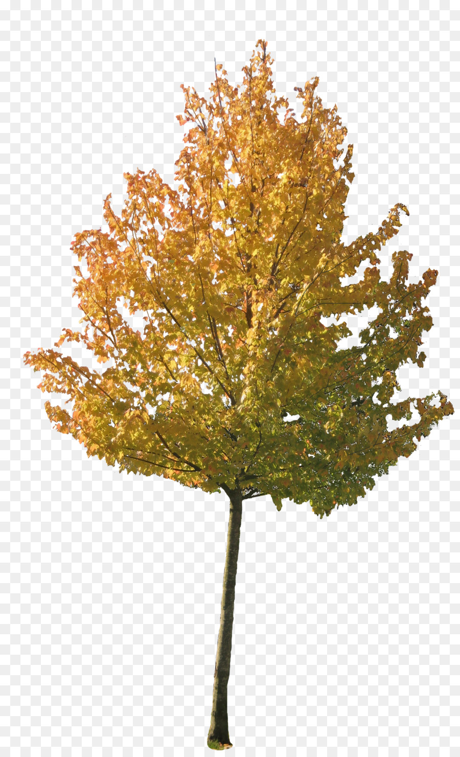 Tree Autumn Maple - tree png download - 900*1480 - Free Transparent