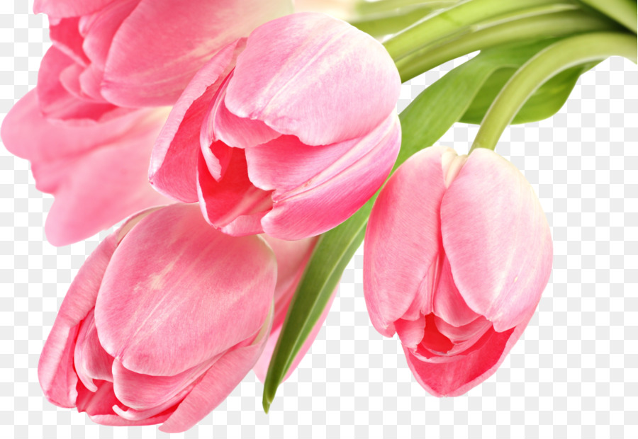 Download Wallpaper Bunga Lily Pink - Vina Gambar