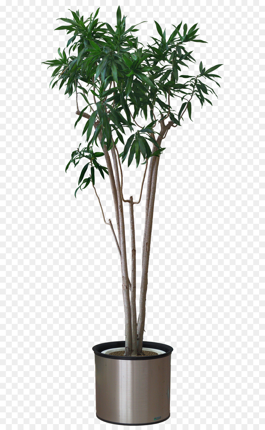 Plant Arecaceae Areca palm Stock photography - flower pot png download ...