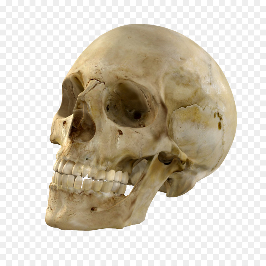 Tulang Tengkorak Kerangka Komputer Grafis 3D Tengkorak Unduh