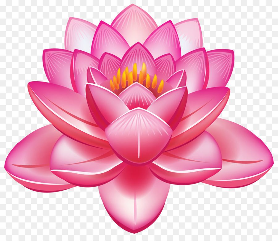 Nelumbo nucifera Flower Egyptian lotus Clip art Lakshmi