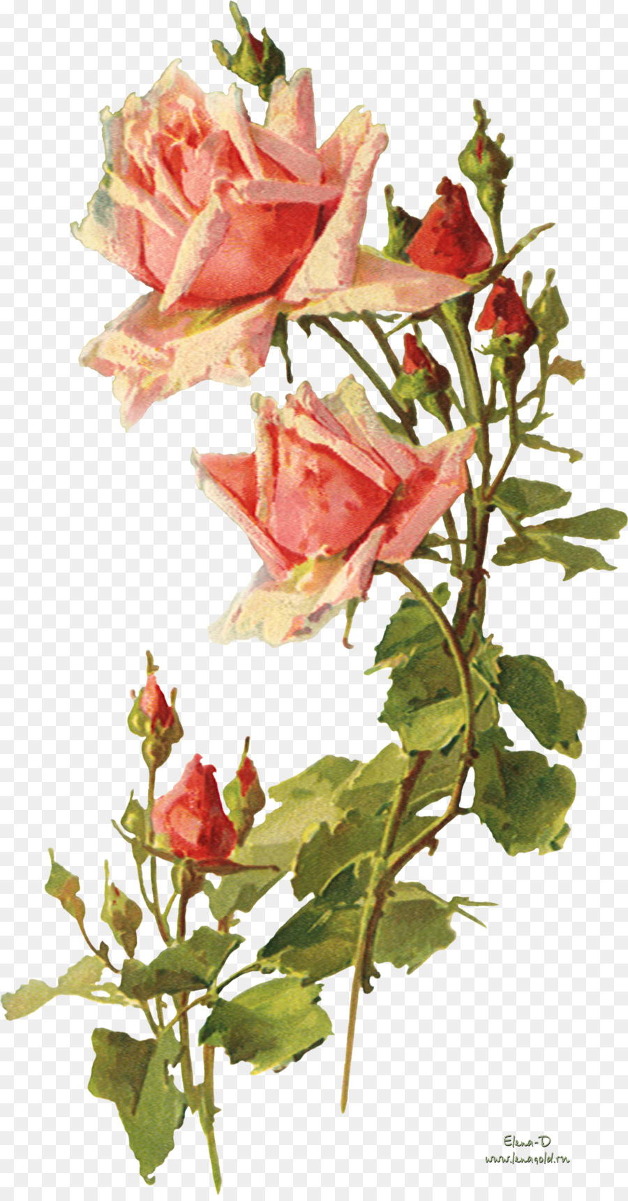 Garden roses Flower Vintage clothing Clip art - watercolor leaves 1568