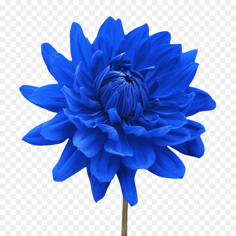 Flower White Blue Dahlia Desktop Wallpaper Flower Png Download