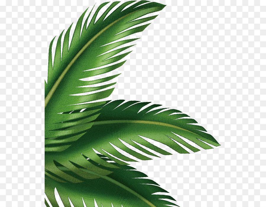 Leaf Arecaceae Clip art palm leaves 598*700 transprent