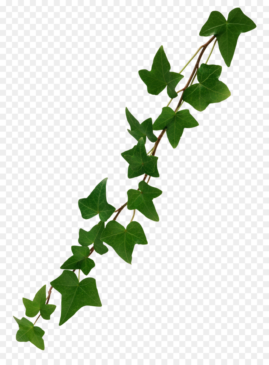 Common Ivy Stock Photography Vine Clip Art Ivy Png Download 1199