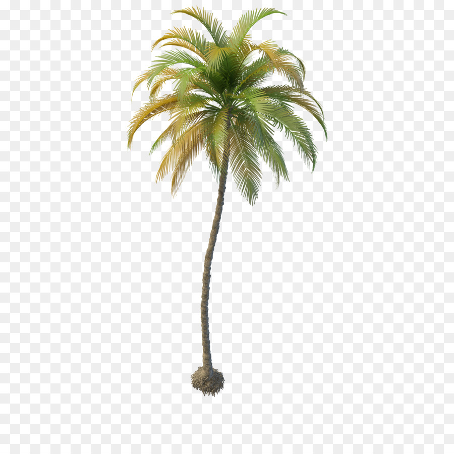 Arecaceae Pohon Kelapa Kurma Komputer Grafis 3D Pohon Kelapa