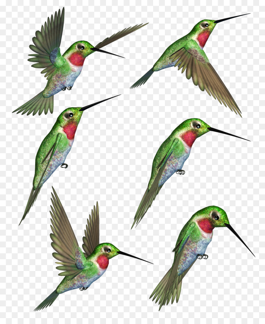 Ruby-throated hummingbird Clip art - humming bird png download - 1024*