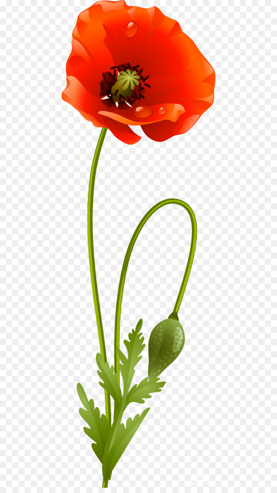 Flower Poppy Plant stem Clip art - gazania png download 