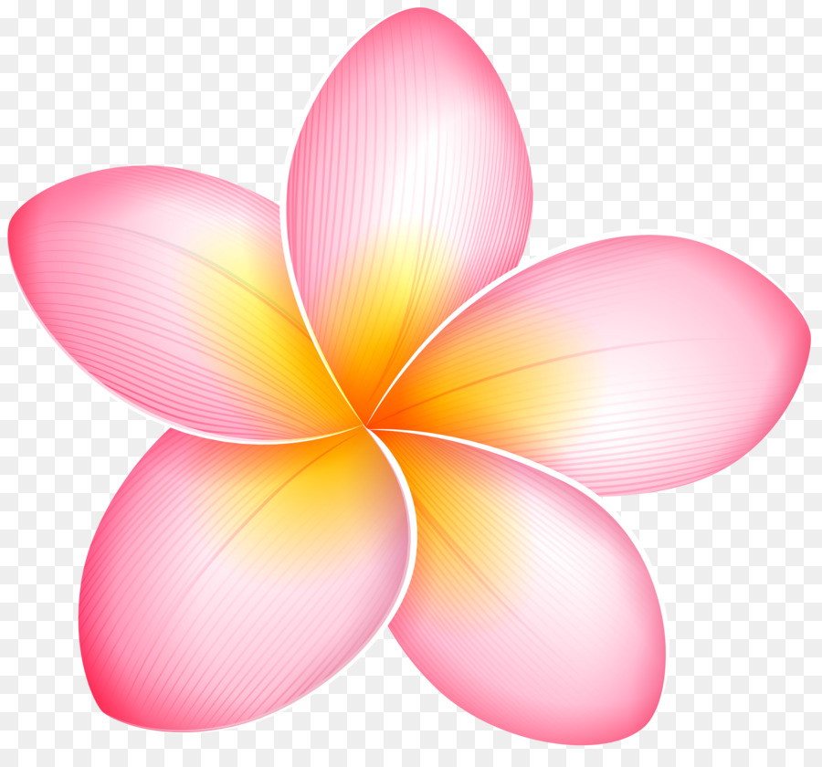 Blog Pink flowers Clip art frangipani png download