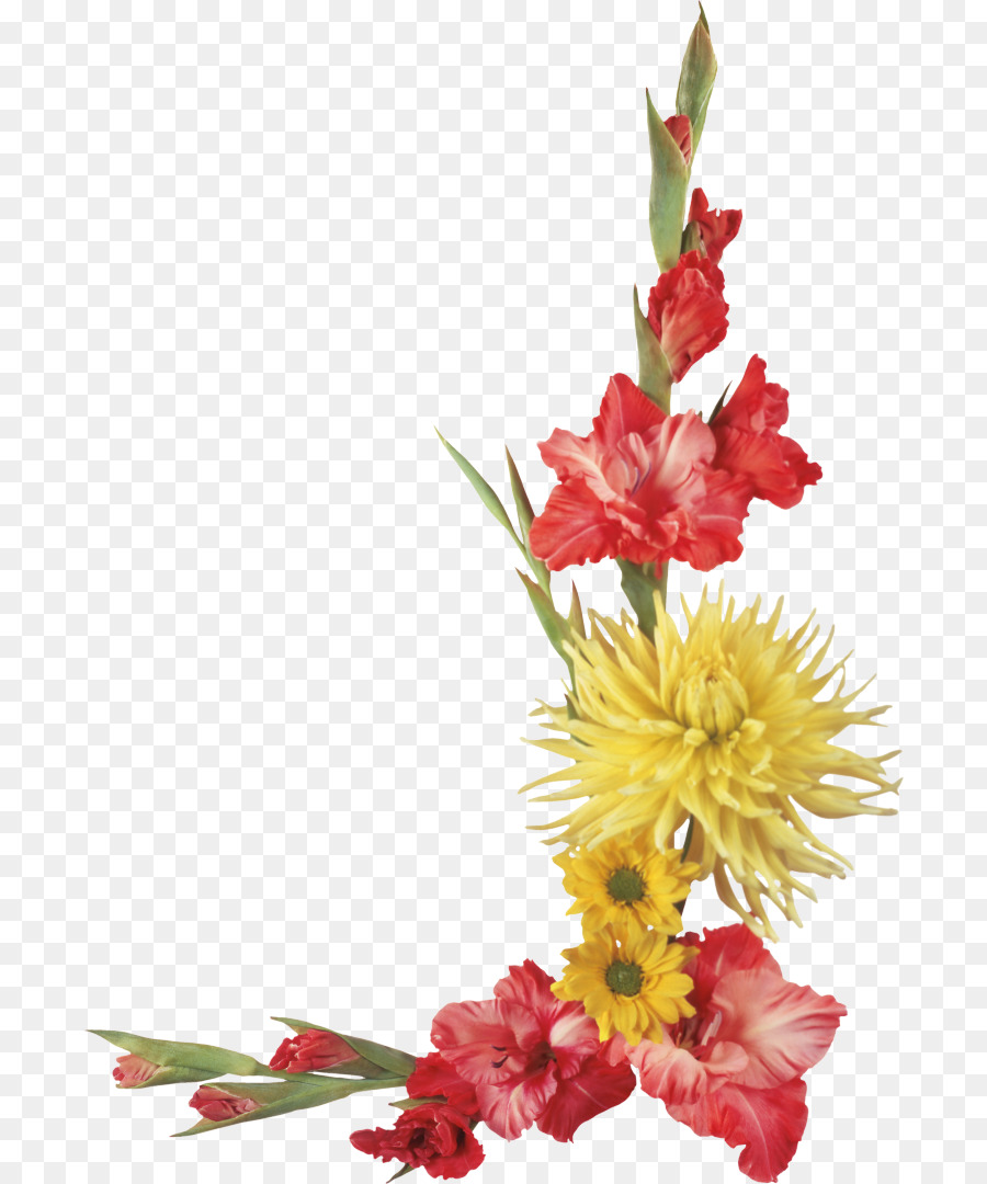  Gambar  Sketsa Bunga Gladiol Koleksi Gambar  Bunga