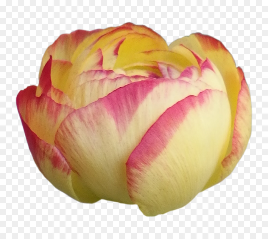 65 Gambar Vektor Bunga Tulip Paling Bagus