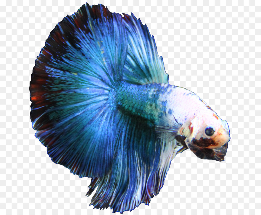 Singapore Siamese fighting fish Breed Electric blue - betta 719*740