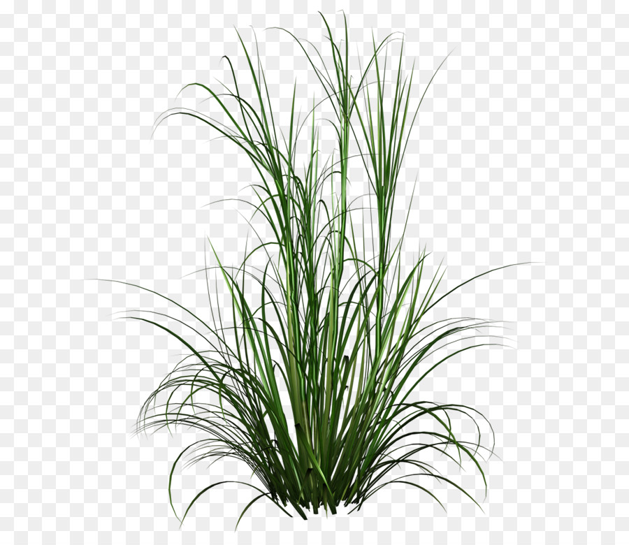 Purple Fountain Grass Lawn Grasses - Watercolor plant png download