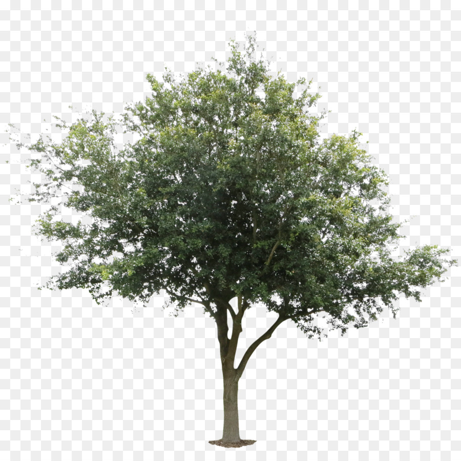 Tree Plant png download - 1024*1024 - Free Transparent Tree png Download.