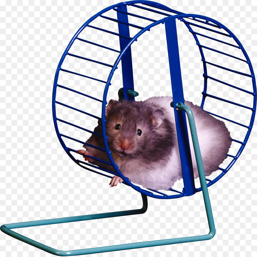 Hamster Wheel