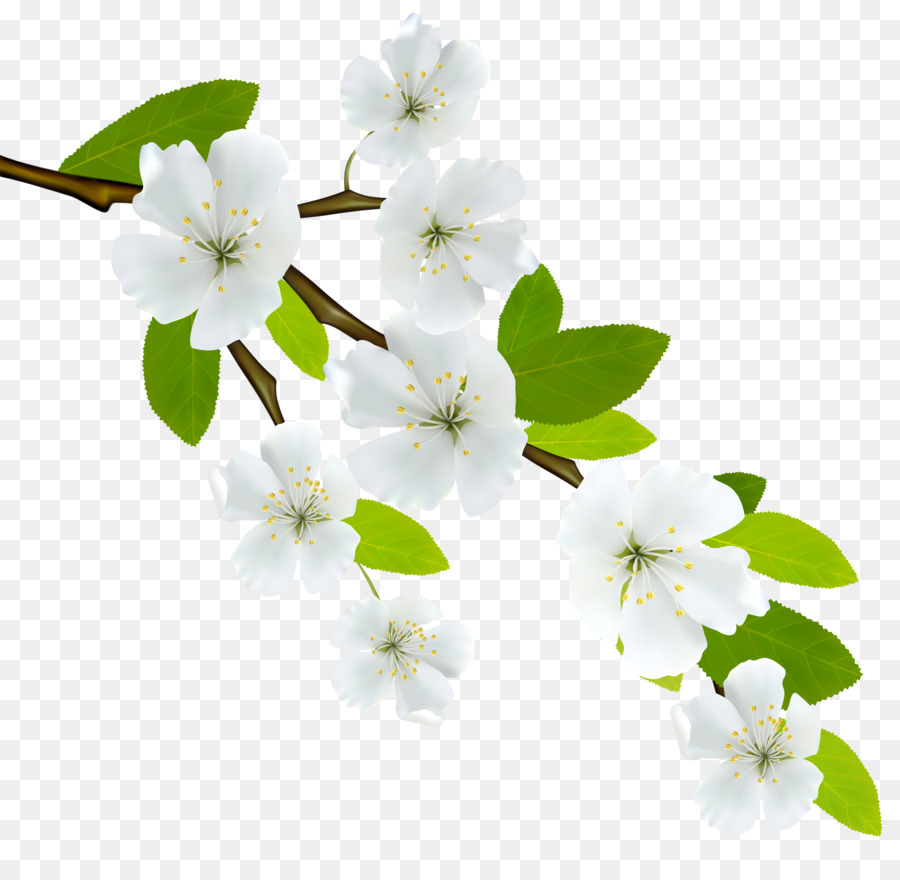 Flowering dogwood Branch Clip art - white flowers png ...