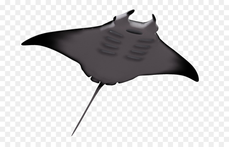 Giant oceanic manta ray Batoidea Myliobatoidei Clip art - ray 1024*639