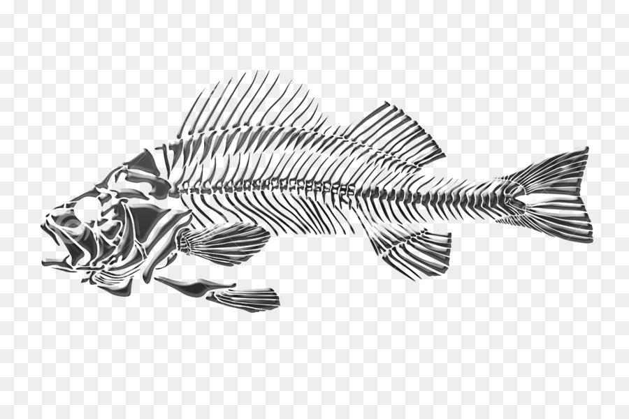 Drawing Fish Skeleton - dead fish 1300*866 transprent Png Free Download