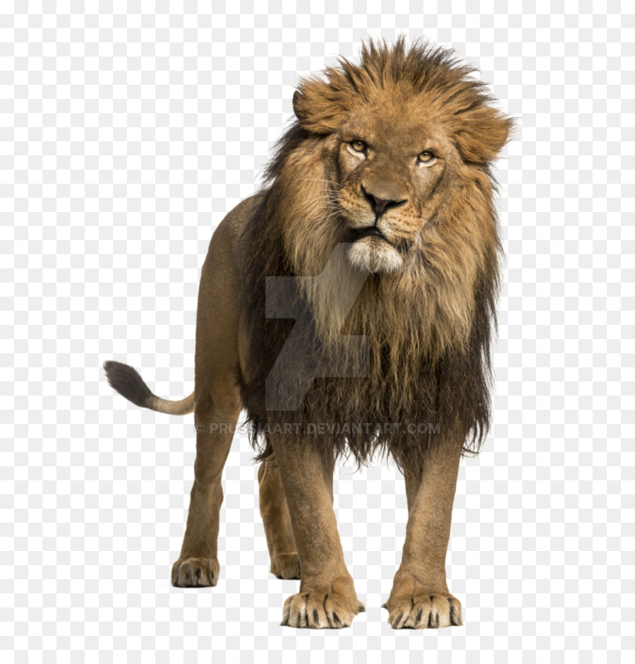 Leopard African Lion Roar Stock Photography White Lion Lion