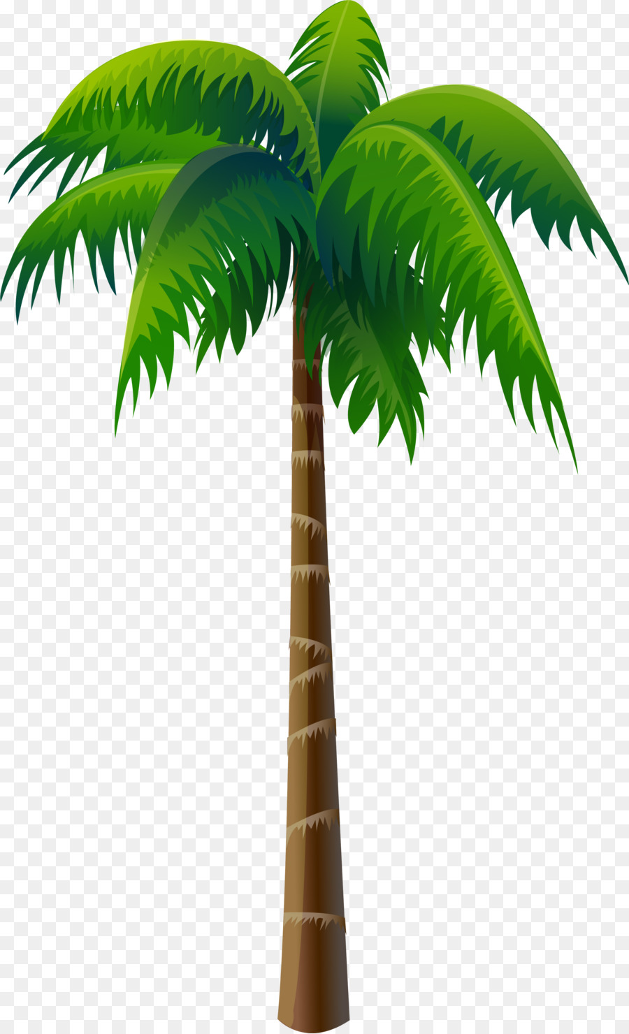 Arecaceae Coconut Tree - palms png download - 3004*4936 - Free