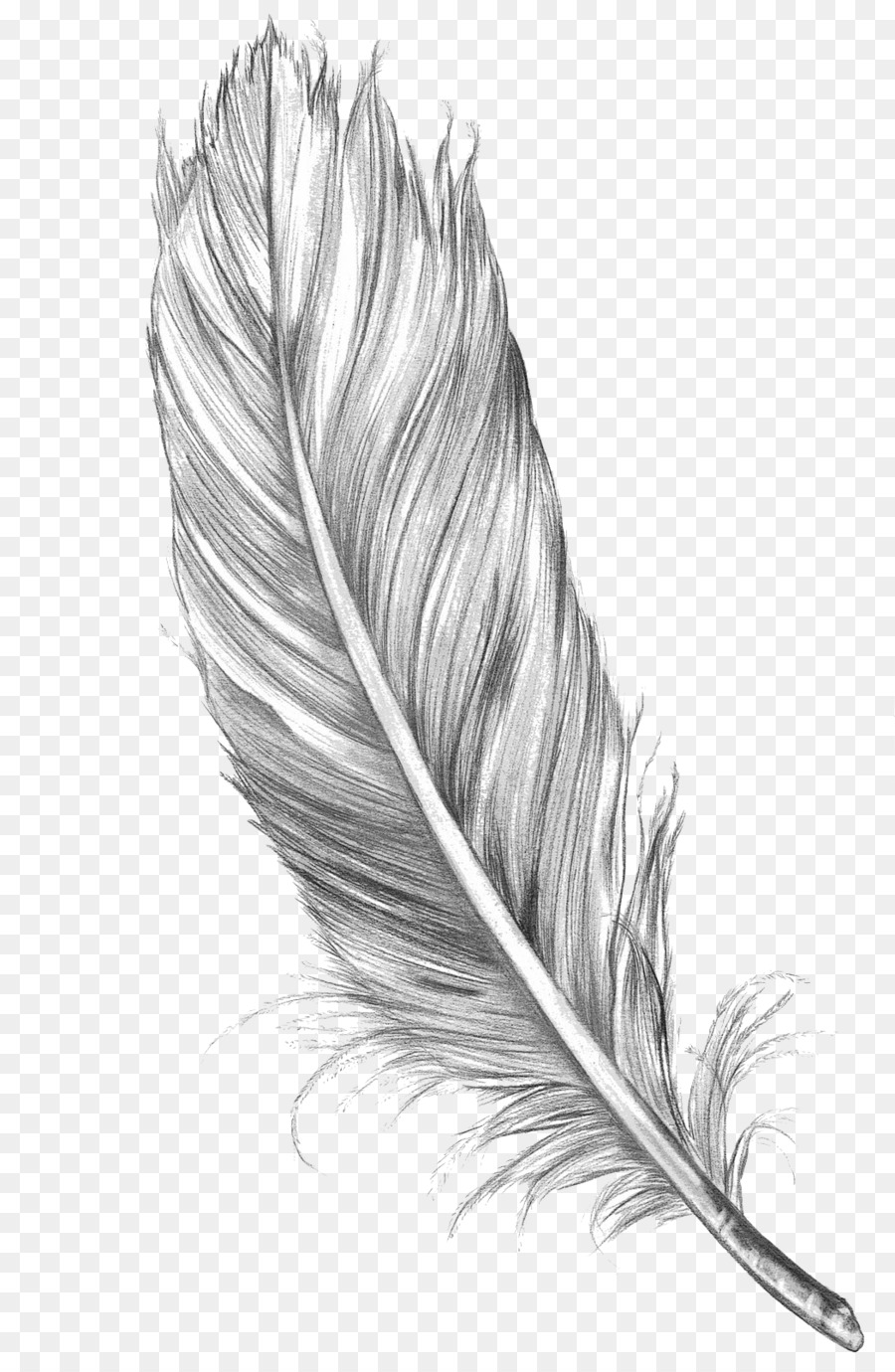 Drawing Feather Bird Art Sketch - feather png download - 1050*1600 ...