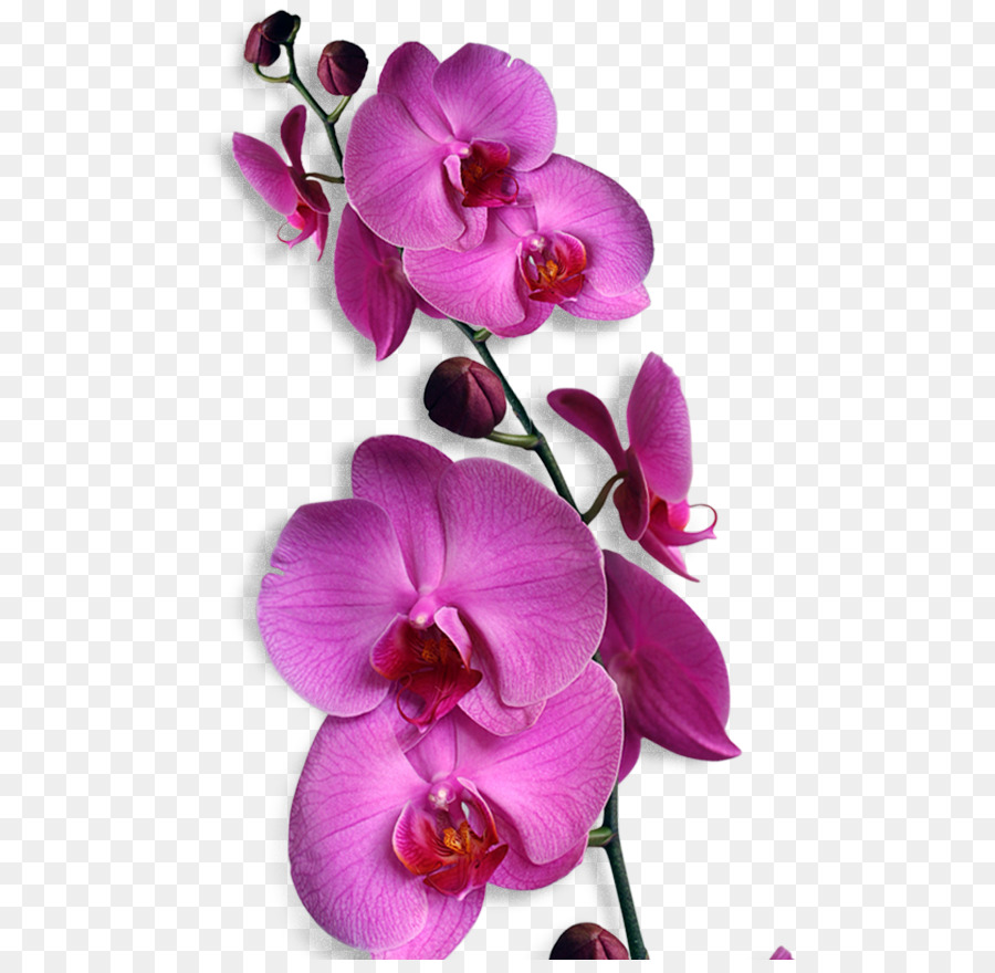Orchids Phalaenopsis Amabilis Flower Bunga Nasional Indonesia Clip