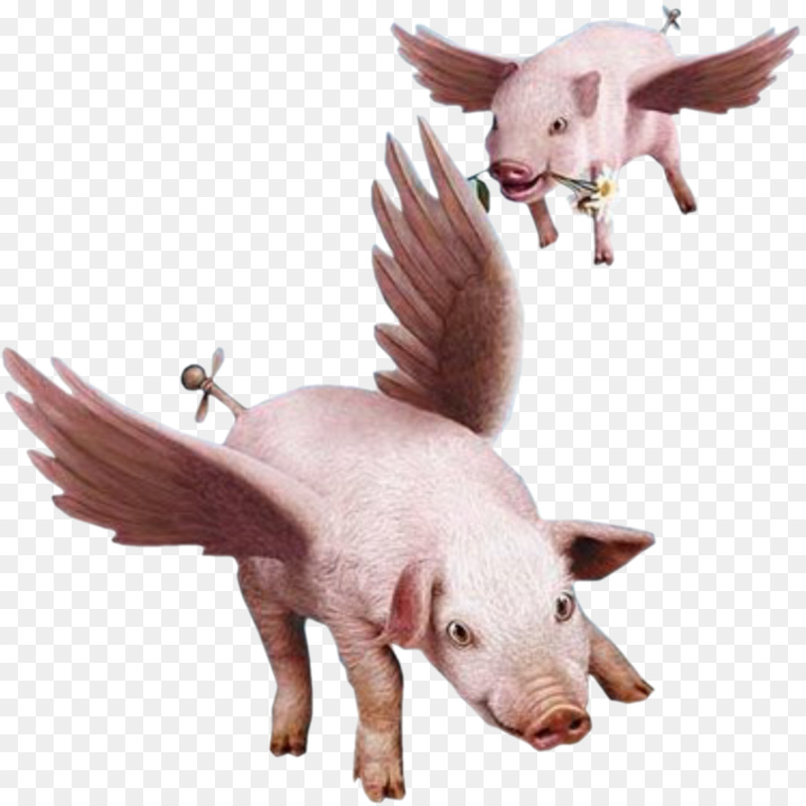 When pigs fly Clip art - pig 1200*1200 transprent Png Free ...