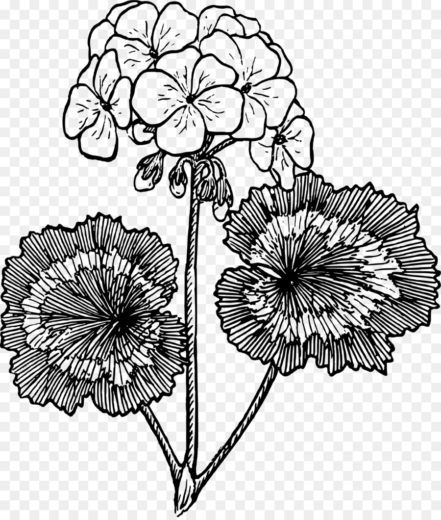 How To Draw A Geranium In 5 Steps Flower Drawing Gera vrogue.co