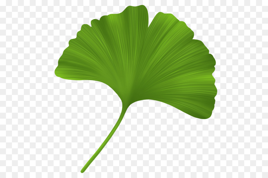 Ginkgo biloba Leaf Oil Stearic acid Plant - sunflower leaf png download