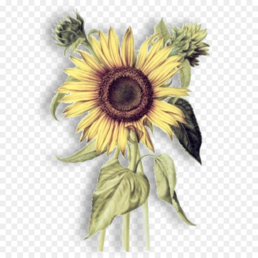 Common sunflower Botany Botanical illustration Drawing - sunflower png