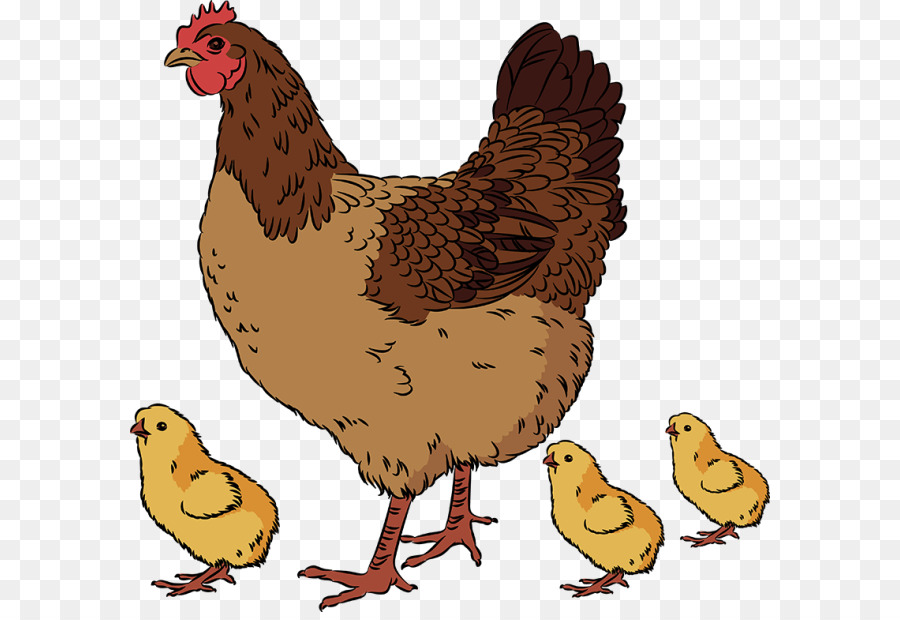 png chicken drawing rooster hen