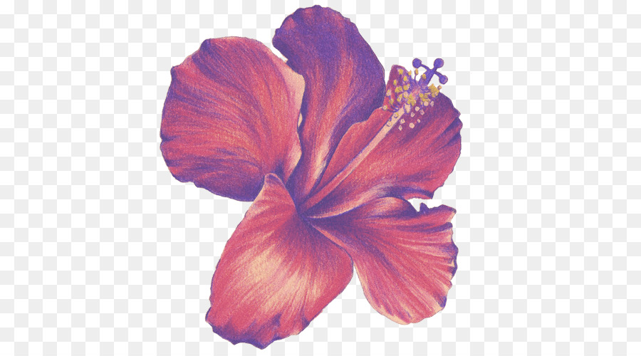 Flower Drawings Colored pencil Sketch - hibiscus png