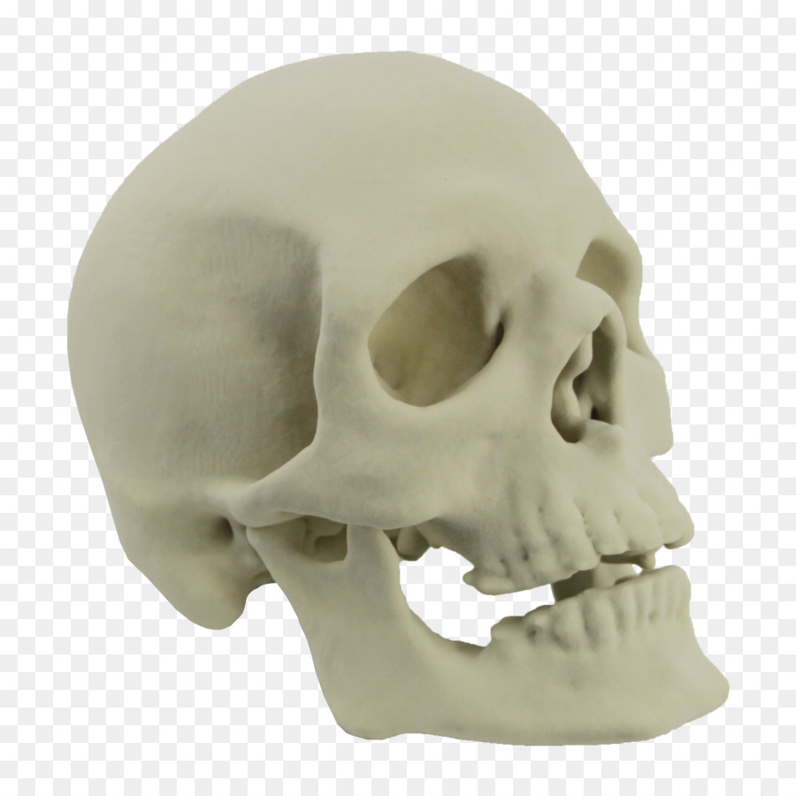 Tengkorak 3D Printing Kerangka Tulang Tengkorak Unduh Kepala
