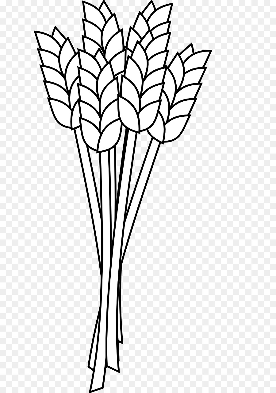 Wheat flour Coloring book Whole grain Clip art - barley png download
