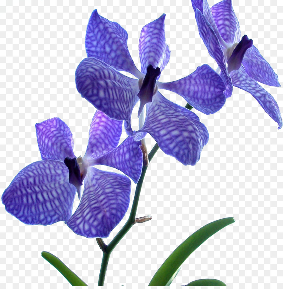 Blue Orchid Flower Wallpaper