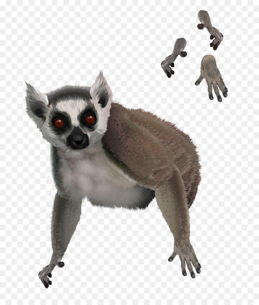 750 Koleksi Gambar Hewan Lemur Terbaik