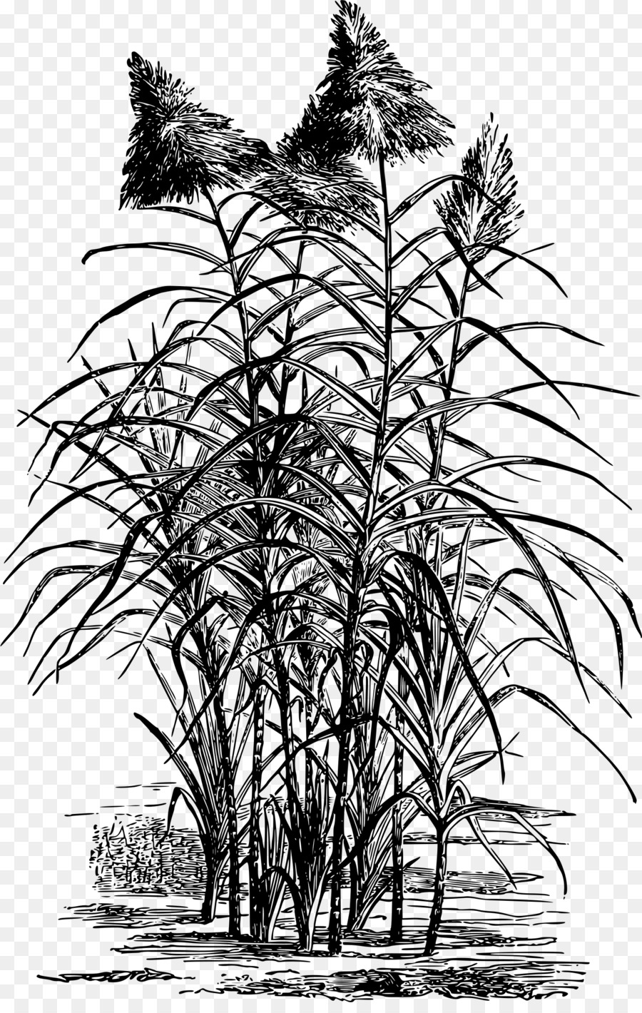 Sugarcane Drawing Candy cane Plantation - sugar png download - 1537*