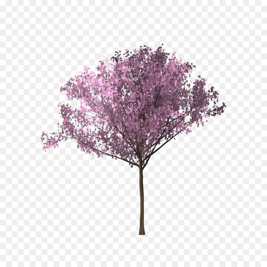 Tree Cherry Blossom Download Bunga Sakura 900900 Transprent Png