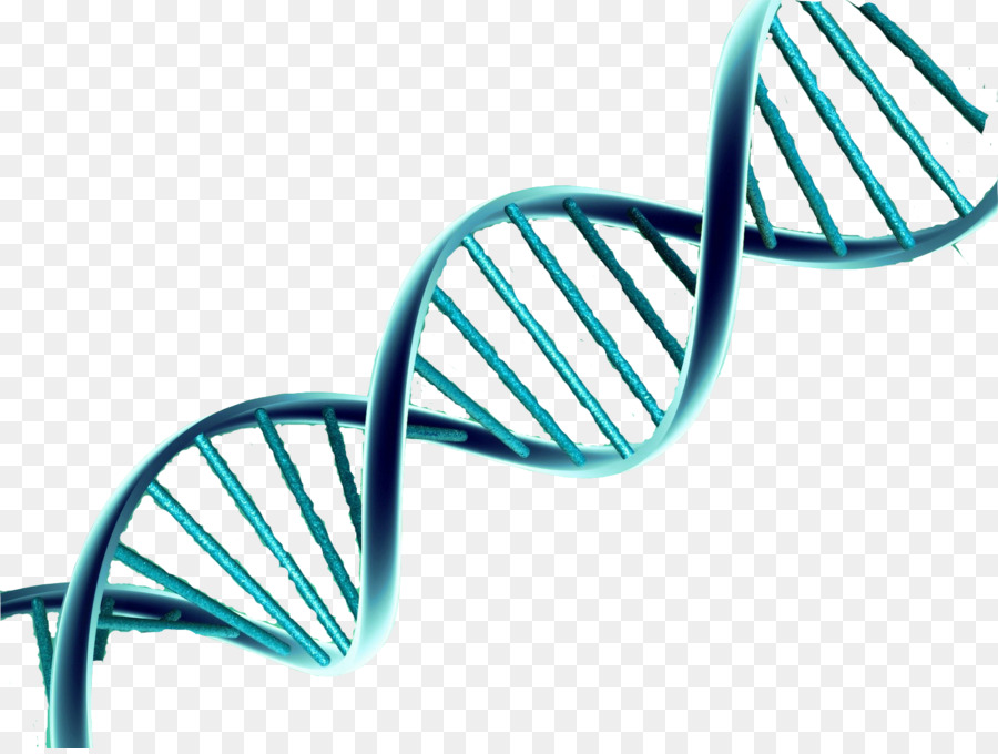 DNA Nucleic acid double helix Vector Genetics - exam png download