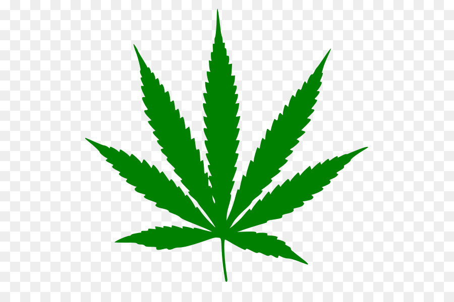 Cannabis Plant png download - 562*599 - Free Transparent Cannabis png