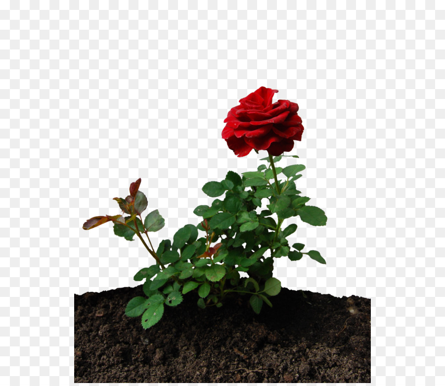 Garden Roses Desktop Wallpaper Little Prince Rose Png Download