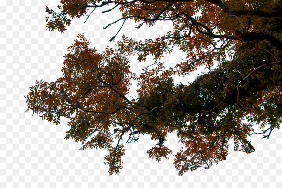  foreground  tree  png download 1024 681 Free Transparent 