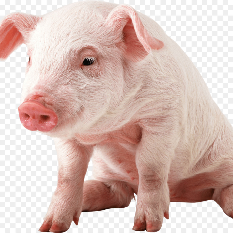 Babi Domestik Mumi Pig Clip Art Babi Merah Muda Png Unduh 1200