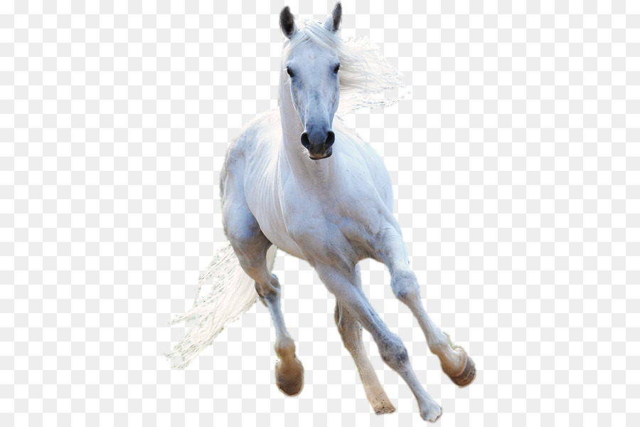 American Paint Horse Stallion White Others Png Download 445597