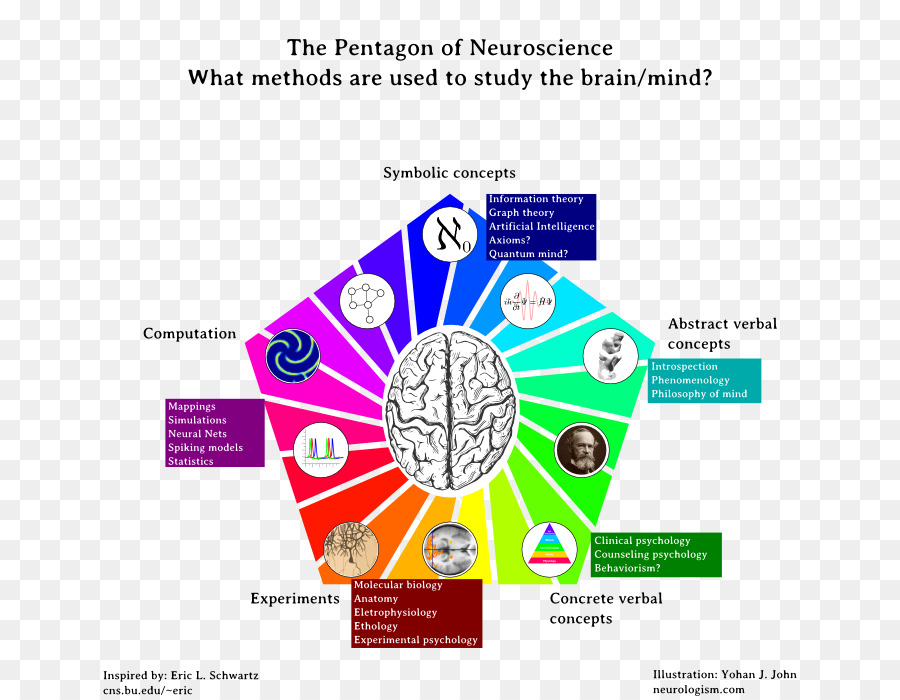 neuroscience essay